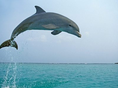 BOTTLENOSE DOLPHIN tursiops truncatus, ADULT LEAPING, HONDURAS