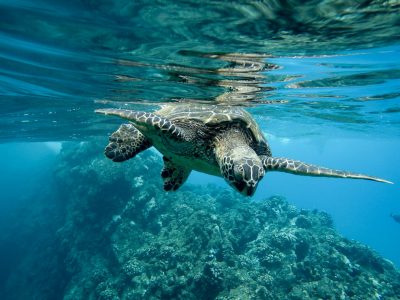 A closeup of a green sea turtle swimming underwater under the lights - cool for nature concepts